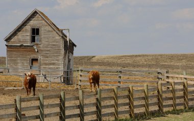 inekleri corral
