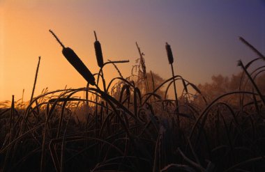 Frost Covered Cattails clipart