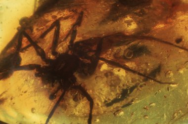 bir örümcek bir parça Baltık Amber, gdansk, Polonya