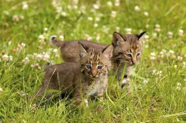 Bobcat Kittens clipart