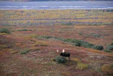 Moose In Denali National Park clipart