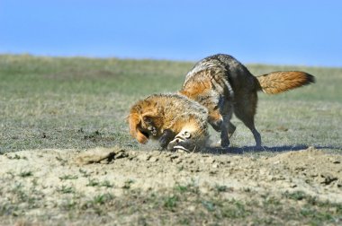 Çakal ve Porsuk dövüşü av üzerinde