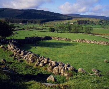 Irish Landscape With Stone Walls And Sheep Pastures clipart