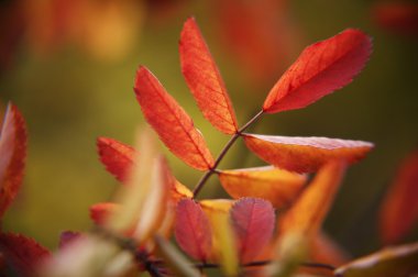 tatlı yaprak değiştirme