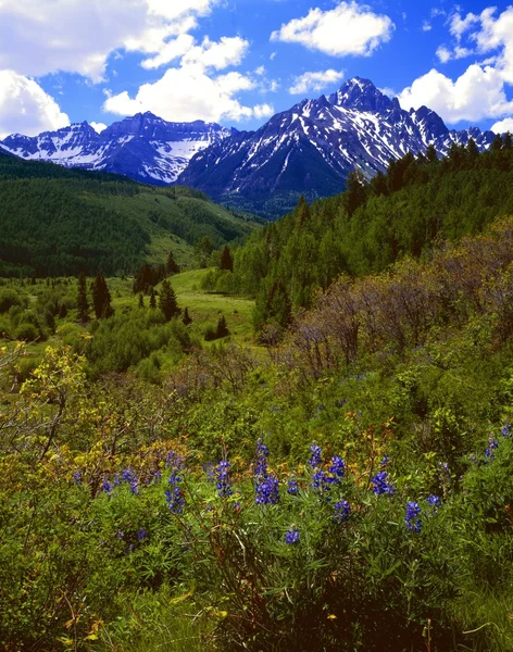 Mount sneffels, wilde bloemen, uncompaghre national forest — Stockfoto