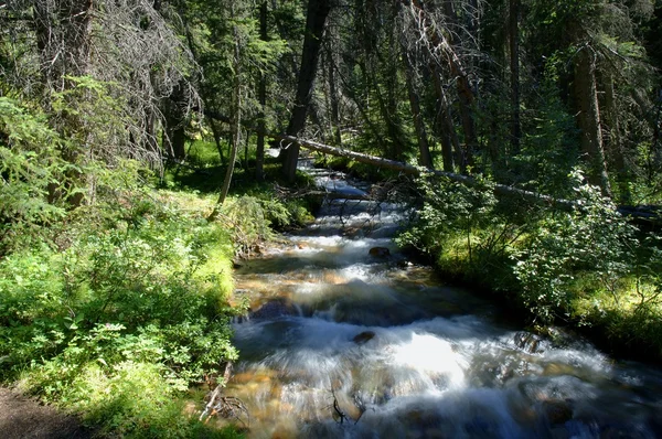 Wasser bewegt sich durch Wald — Stockfoto