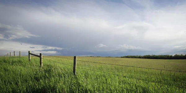 Fältet av grödor med staket — Stockfoto
