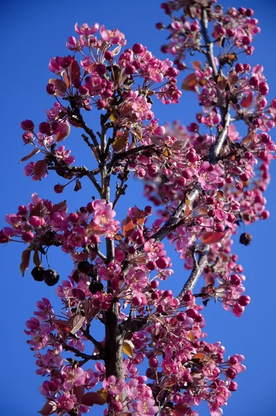 ツリー上の紫色の花 — ストック写真