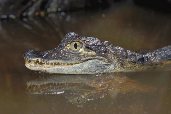 Caimen Crocodile — Stock Photo, Image