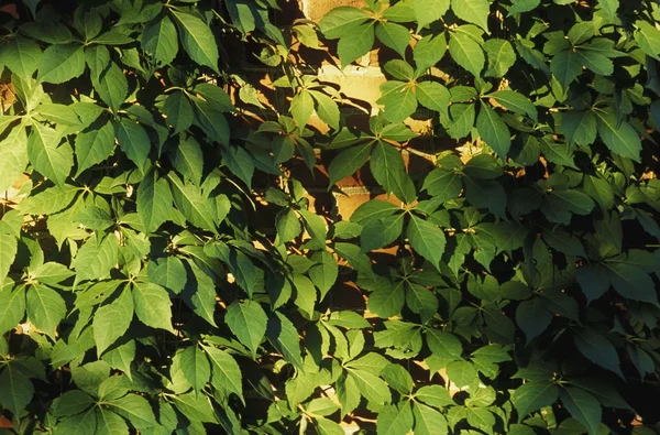 Un primer plano de las hojas de una planta trepadora —  Fotos de Stock