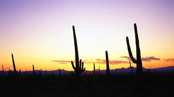 Saguaro-Kakteen-Silhouetten, Saguaro-Nationalpark — Stockfoto