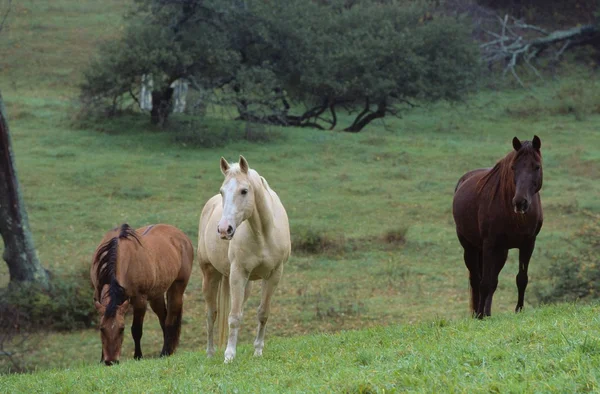 Caballos en un campo —  Fotos de Stock