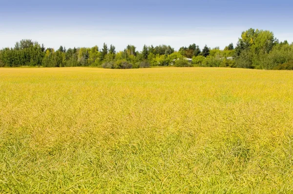 Fältet av raps — Stockfoto