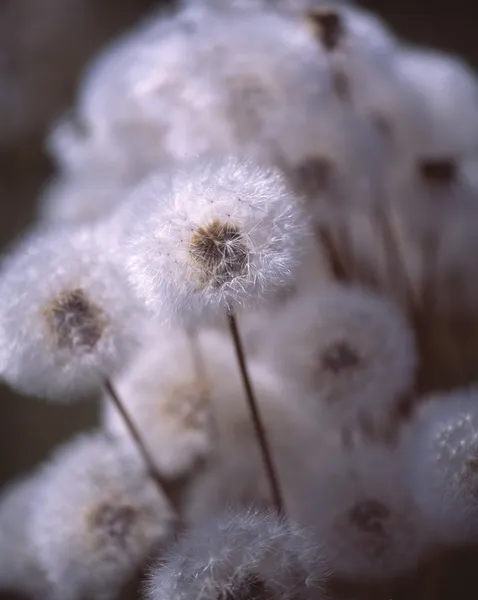 Fleurs de pissenlit dans l'étape de semence — Photo