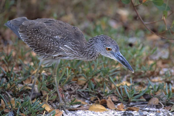 Amarelo coroado noite garça caça para caranguejos, Ding Darling National Wildlife Reserve — Fotografia de Stock