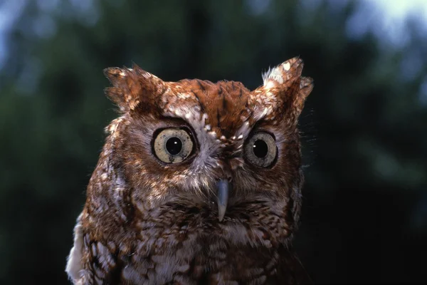 Detailní portrét screech owl — Stock fotografie