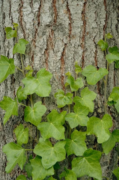 Uma planta crescendo contra uma árvore — Fotografia de Stock