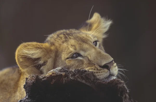 Lejon unge vilar huvudet på en stock — Stockfoto