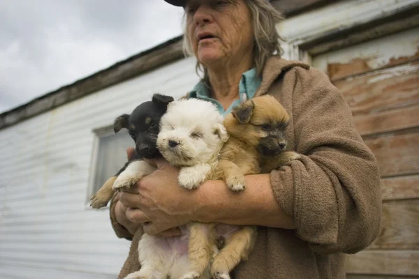 Three Puppies — Stock Photo, Image