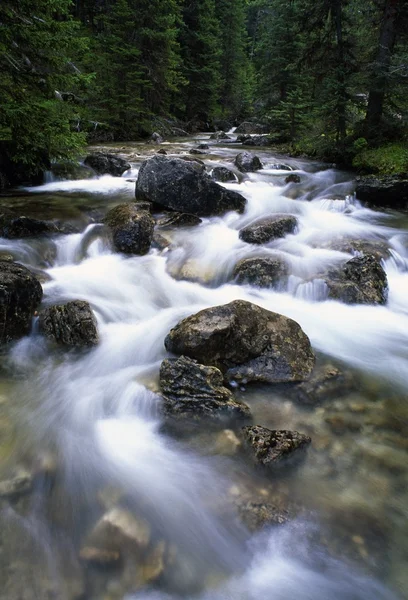 Água que move-se através do riacho florestal — Fotografia de Stock