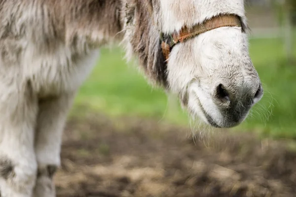 驴的鼻子 — 图库照片