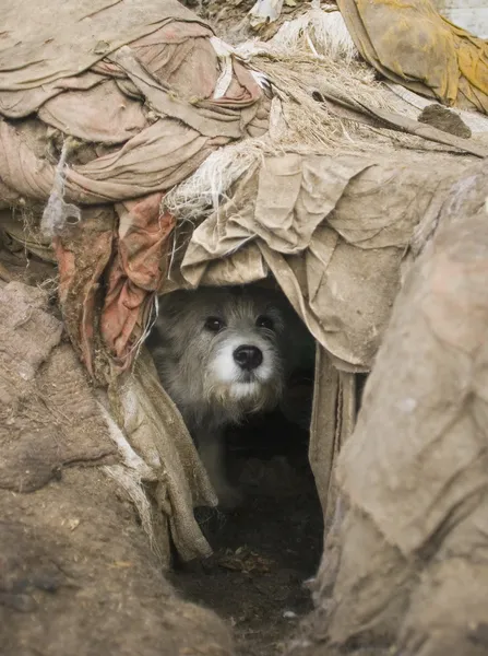 Cão espreita para fora do buraco — Fotografia de Stock