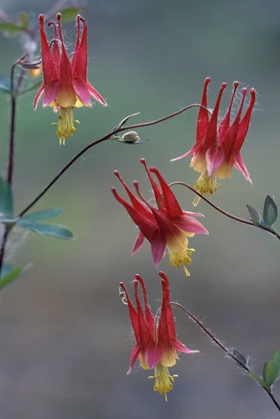 Divoké columbines — Stockfoto