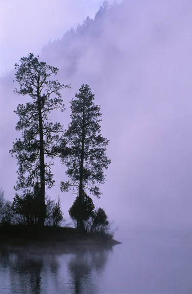 Träd silhouette och dimma, lax sjö, montana, usa — Stockfoto