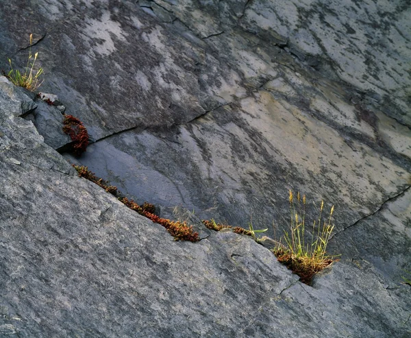 Flechten und Gräser auf Felsen — Stockfoto
