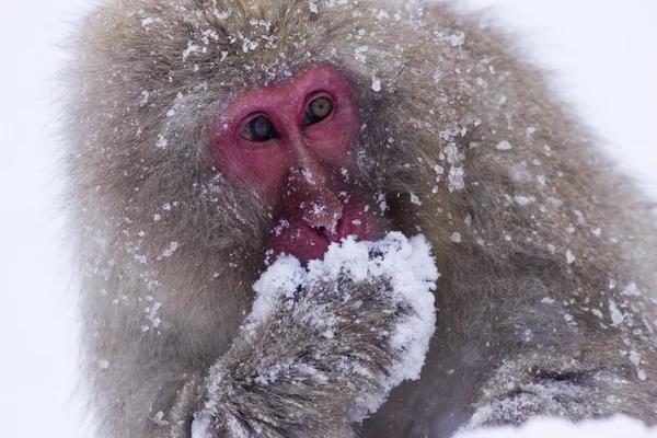 Macaco de neve japonês — Fotografia de Stock