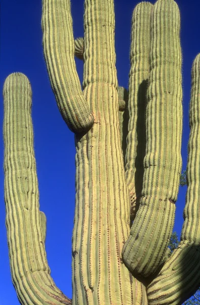 Nahaufnahme eines saquaro Kaktus, saquaro Kaktus Nationalpark arizona u.s.a.. — Stockfoto