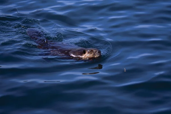 Beaver Swimming In Water — Stock Photo, Image