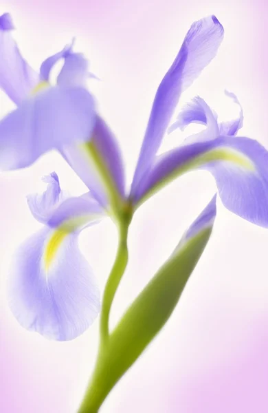 Glowing Iris Vertical — Stock Photo, Image