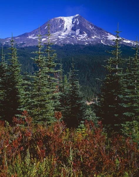 Monte adams, gifford pinchot Nacional Forestal — Foto de Stock