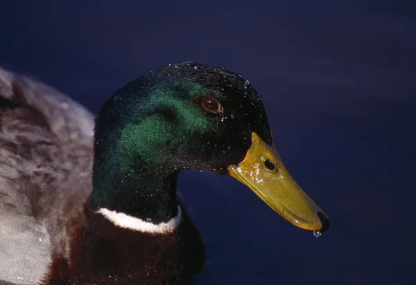 Profile Of A Mallard Duck — Stock Photo, Image