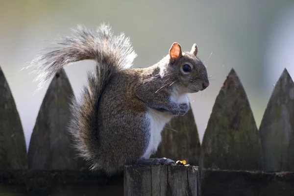 Squirrel Sitting On A Fence Post — Stock Photo, Image