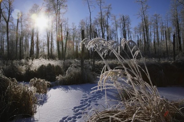 Een ijzige winters tafereel — Stockfoto