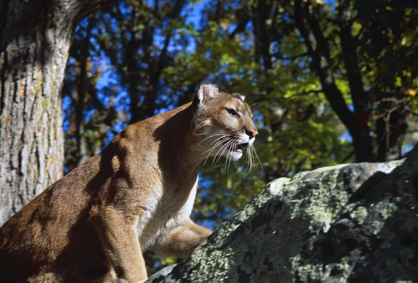 Crouching Cougar On Boulder — Stock Photo, Image