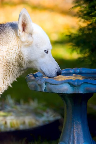 Dog Drinks From Bird Bath — Stock Photo, Image