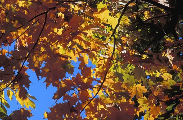 Herfstbladeren op een boom — Stockfoto