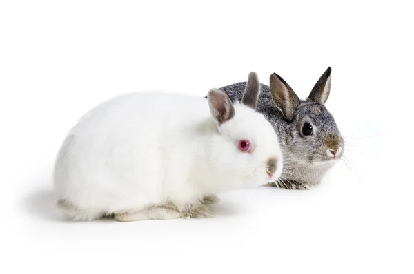 Dva králíky — Stock fotografie