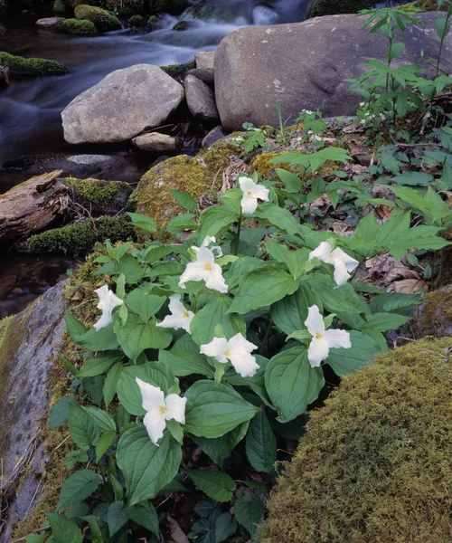 Blanc Trillium Fleurs Par Rocky Stream — Photo