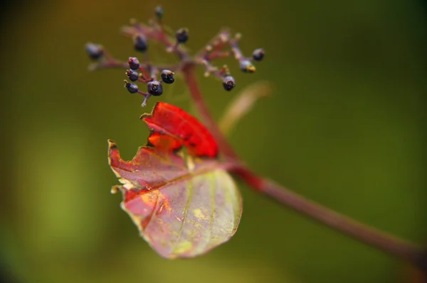 Close up Of Autumn Leaf — стоковое фото