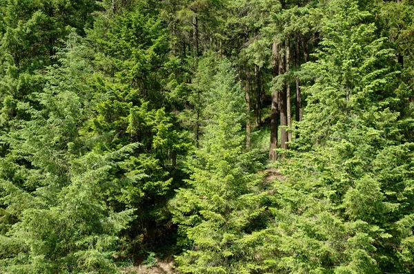 Beboomd bos — Stockfoto