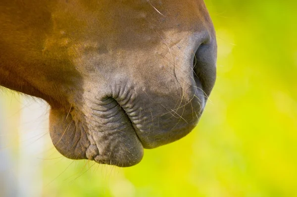 Κοντινό πλάνο άλογο μύτη και στόμα — Φωτογραφία Αρχείου