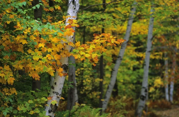 Bomen in de herfst — Stockfoto