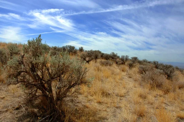 Barren Land — Stock Photo, Image