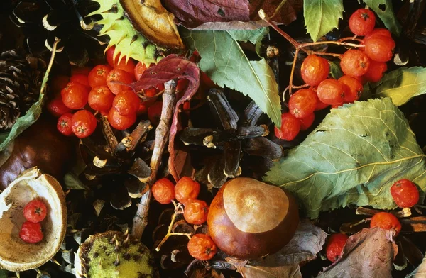 Närbild på hösten blad, bär och kastanj frön — Stockfoto