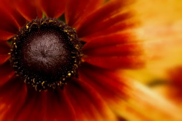 Close-up van een kleurrijke bloem — Stockfoto