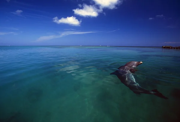 Golfinho-de-garrafa, Mar das Caraíbas — Fotografia de Stock